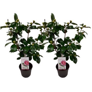 Camellia japonica 'Bonomiana' - Set de 2 - Japanse roos - ⌀15cm - Hoogte 50-60cm product