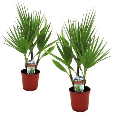 Mexicaanse waaierpalm - Set van 2 - Washingtonia - Hoogte 50-60cm - ⌀15cm product