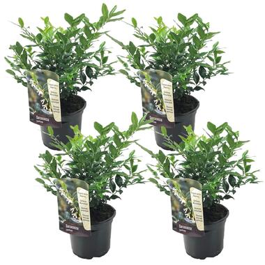 Vleesbes - Set van 4 - Sarcococca 'Confusa' - Hoogte 30-40cm - ⌀17cm product