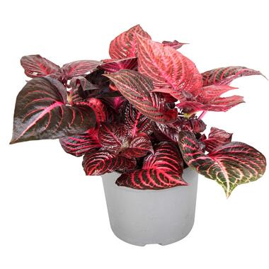 Iresine Herbstii 'Red' - Biefstukplant - Pot 13cm - Hoogte 20-30cm product