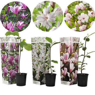 Magnolia - Mix van 3 - Susan, soulangeana, stellata - Pot 9cm - Hoogte 25-40cm product