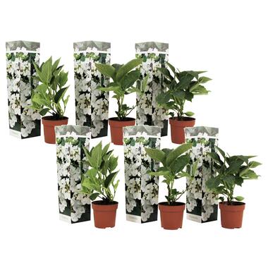 Hortensia Teller - Set van 6 - Wit - Hydrangea - Pot 9cm - Hoogte 25-40cm product