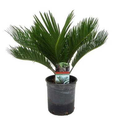 Cycas Revoluta - Varenpalm - Pot 15cm - Hoogte 45-60cm product