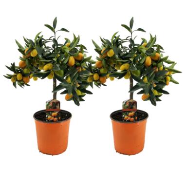 Sinaasappelboom - Set van 2 - Citrus microcarpa Kumquat - Hoogte 50-60cm - ⌀19cm product