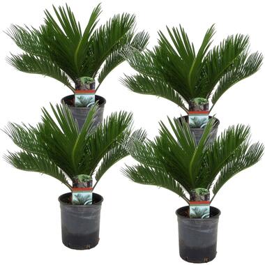 Cycas Revoluta - Set van 4 - Varenpalm - Pot 15cm - Hoogte 45-60cm product