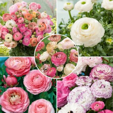 Ranunculus - Mix van 40 - Ranunculus bloembollen product