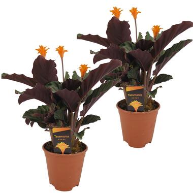 Calathea Crocata - Set van 2 - Luchtzuiverend - Pot 14cm - Hoogte 40-50cm product