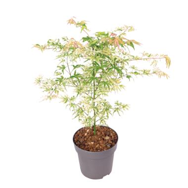 Japanse Esdoorn - Acer palmatum 'Ukigumo' - Hoogte 50-60cm - ⌀19cm product