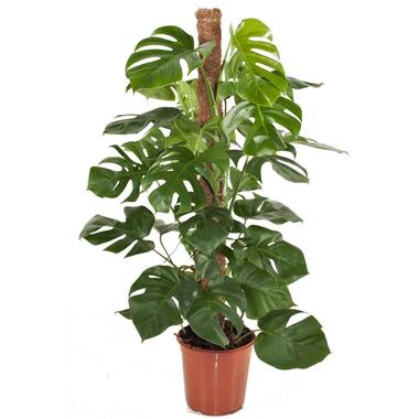 Monstera Deliciosa - Gatenplant - Pot 24cm - Hoogte 120-130cm product