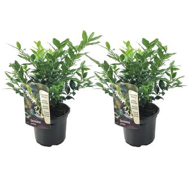 Vleesbes - Set van 2 - Sarcococca 'Confusa' - Hoogte 30-40cm - ⌀17cm product