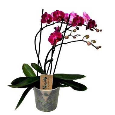 Phalaenopsis Multiflora - Orchidee Paars - Pot 12cm - Hoogte 35-45cm product
