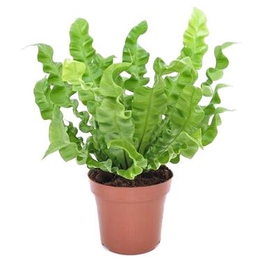 Asplenium nidus 'Crispy Wave' - Varen - Pot 12cm - Hoogte 25-40cm product