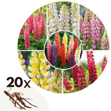 Lupine - Set van 20 - Lupinus - Wortelstokken product