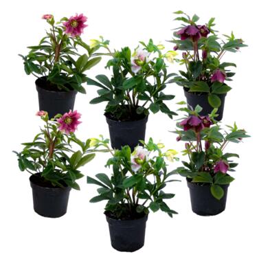 Helleborus Orientalis - Mix van 6 - Tuinplanten - Pot 12cm - Hoogte 20-30cm product