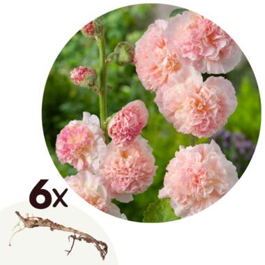 Stookroos - Set van 6 - Alcea Rosea 'Peaches 'N Dreams' - Wortelstokken - Roze product