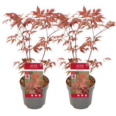 Japanse Esdoorn - Set van 2 - Acer 'Atropurpureum' - Hoogte 60-70cm - ⌀19cm product