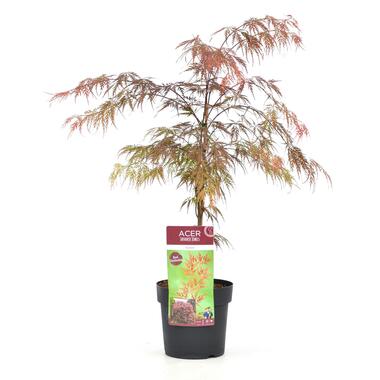 Acer palmatum 'Garnet' - Japanse Esdoorn - Pot 19cm - Hoogte 60-70cm product