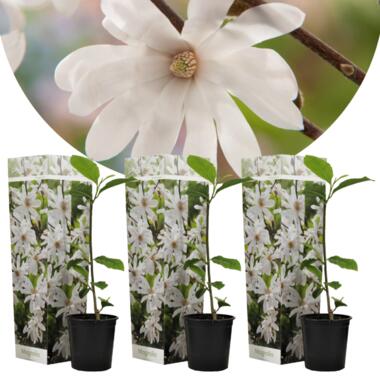 Magnolia Stellata - Set van 3 - Witte bloemen - Tuin - Pot 9cm - Hoogte 25-40cm product