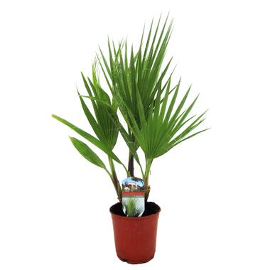 Washingtonia Robusta - Waaierpalm - Pot 15cm - Hoogte 50-60cm product