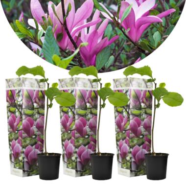 Magnolia Susan - Set van 3 - Paarse bloemen - Tuin - Pot 9cm - Hoogte 25-40cm product