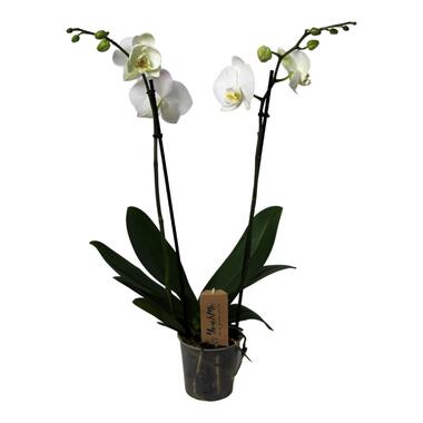 Phalaenopsis - Orchidee Wit - Pot 12cm - Hoogte 50-60cm product