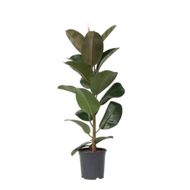 ficus elastica robusta - Rubberboom - Pot 24cm - Hoogte 75-100cm product