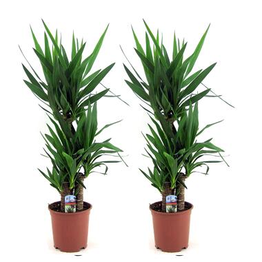 Yucca Elephantipes - Palmlelie - Set van 2 - Kamerpalm - ⌀21cm - Hoogte 70-80cm product