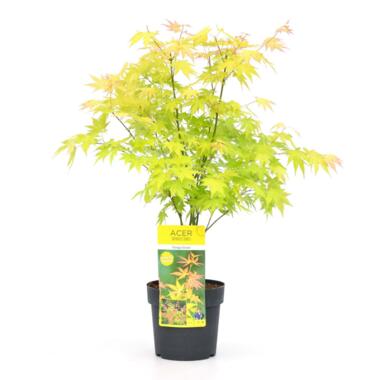 Acer palmatum 'Orange Dream' - Japanse Esdoorn - Pot 19cm - Hoogte 60-70cm product