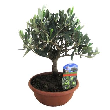 Olea Europaea - Bonsai Olijfboom in Schaal - Pot 21cm - Hoogte 30-40cm product