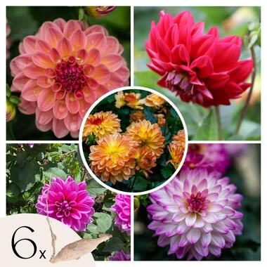 Dahliaknollen - Set van 6 - Dahlia 'Pacific Mix'