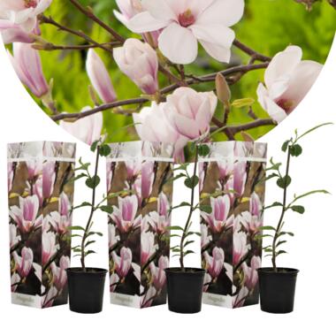 Magnolia Soulangea - Set van 3 - Roze bloemen - Tuin - Pot 9cm - Hoogte 25-40cm product