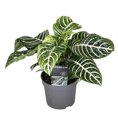 Aphelandra - Zebraplant - Pot 13cm - Hoogte 25-45cm product