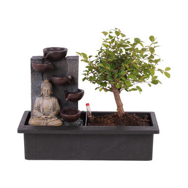 Bonsaiboompje met Easy-care watersysteem - Buddha - Hoogte 25-35cm product