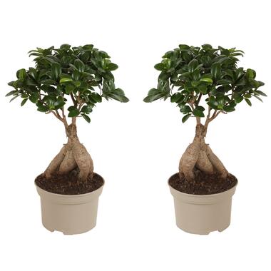 Ficus Ginseng - Japanse Bonsai - Set van 2 - Pot 12cm - Hoogte 30-40cm product