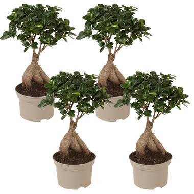Ficus Ginseng - Japanse Bonsai - Set van 4 - Pot 12cm - Hoogte 30-40cm product