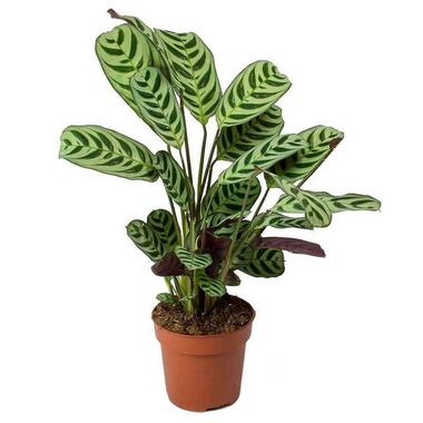 Ctenanthe 'gebedsplant' - Burle-marxii - Pot 12cm - Hoogte 25-40cm product