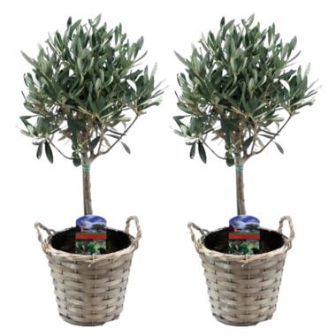 Olea Europaea - Set van 2 - Olijfboom stam in mand - Pot 14cm - Hoogte 50-60cm product