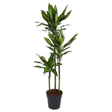 Drakenbloedboom - Dracaena fragrans 'Cintho' - Hoogte 140-150cm - ⌀24cm product