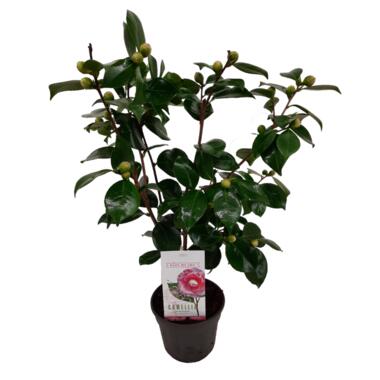Camellia japonica 'Bonomiana' - Japanse roos - Pot 15cm - Hoogte 50-60cm product