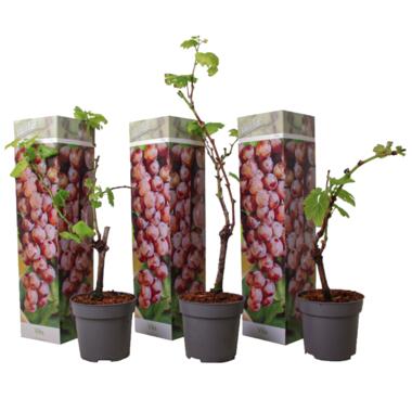 Druivenplant - Set van 3 - Vitis vinifera 'pinot gris' - Hoogte 25-40cm - ⌀9cm product