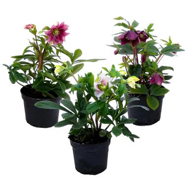 Kerstroos - Set van 3 - Helleborus orientalis - Hoogte 20-30cm - ⌀12cm