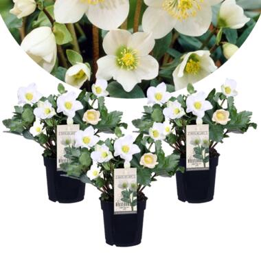 Helleborus Mont Blanc - Set van 3 - Tuinplanten - Pot 12cm - Hoogte 20-30cm product