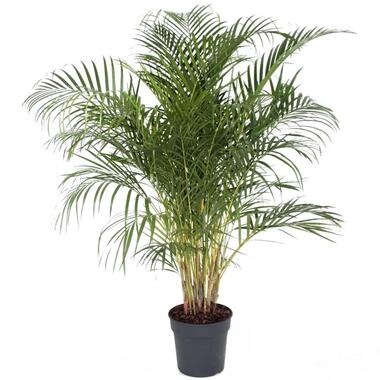 Dypsis Lutescens - XXL Goudpalm - Pot 27cm - Hoogte 140-150cm product