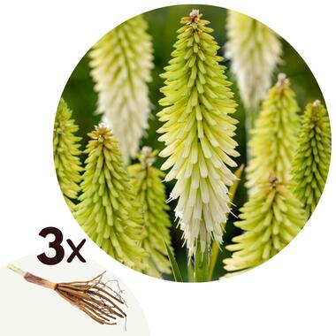 Tritoma Kniphofia Ice Queen - Set van 3 - Bloembollen