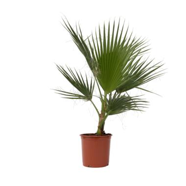 Washingtonia Robusta - Mexicaanse waaierpalm - Pot 21cm - Hoogte 70-90cm product