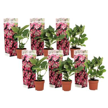 Hortensia Teller - Set van 6 - Roze - Hydrangea - Pot 9cm - Hoogte 25-40cm product