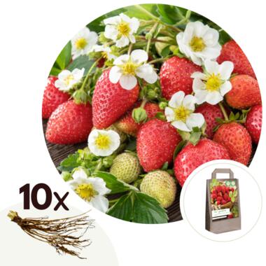 Aardbeienplant - Set van 10 - Fragaria elsanta - Wortelstokken - Rood product