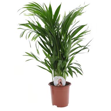 Dypsis Lutescens - Areca - Goudpalm - Kamerplant - Pot 17cm - Hoogte 60-70cm product