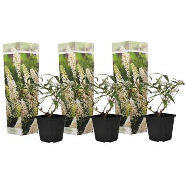 Vlinderstruiken - Buddleja Wit - Set van 3 - Tuin - Pot 9cm - Hoogte 25-40cm product