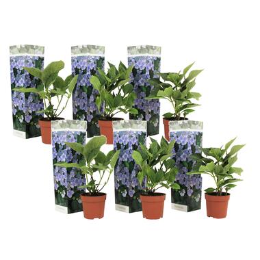 Hortensia Teller - Set van 6 - Blauw - Hydrangea - Pot 9cm - Hoogte 25-40cm product